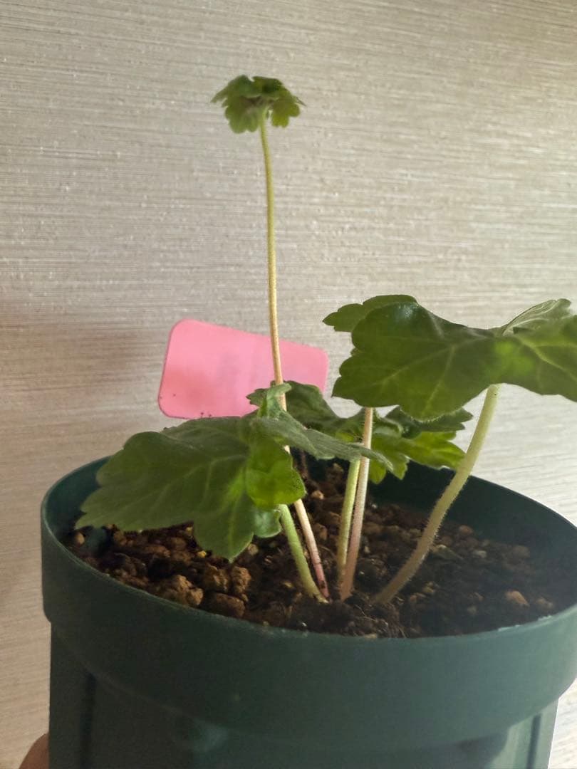 超新品珍しいゼラニウム苗