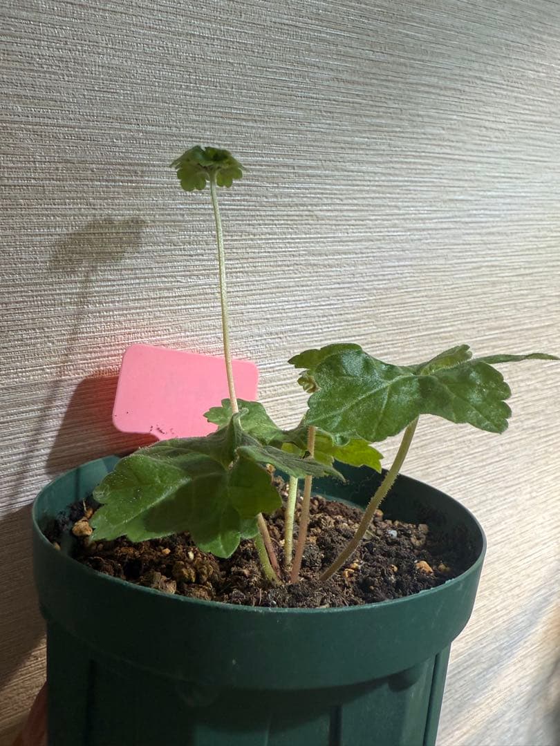 超新品珍しいゼラニウム苗