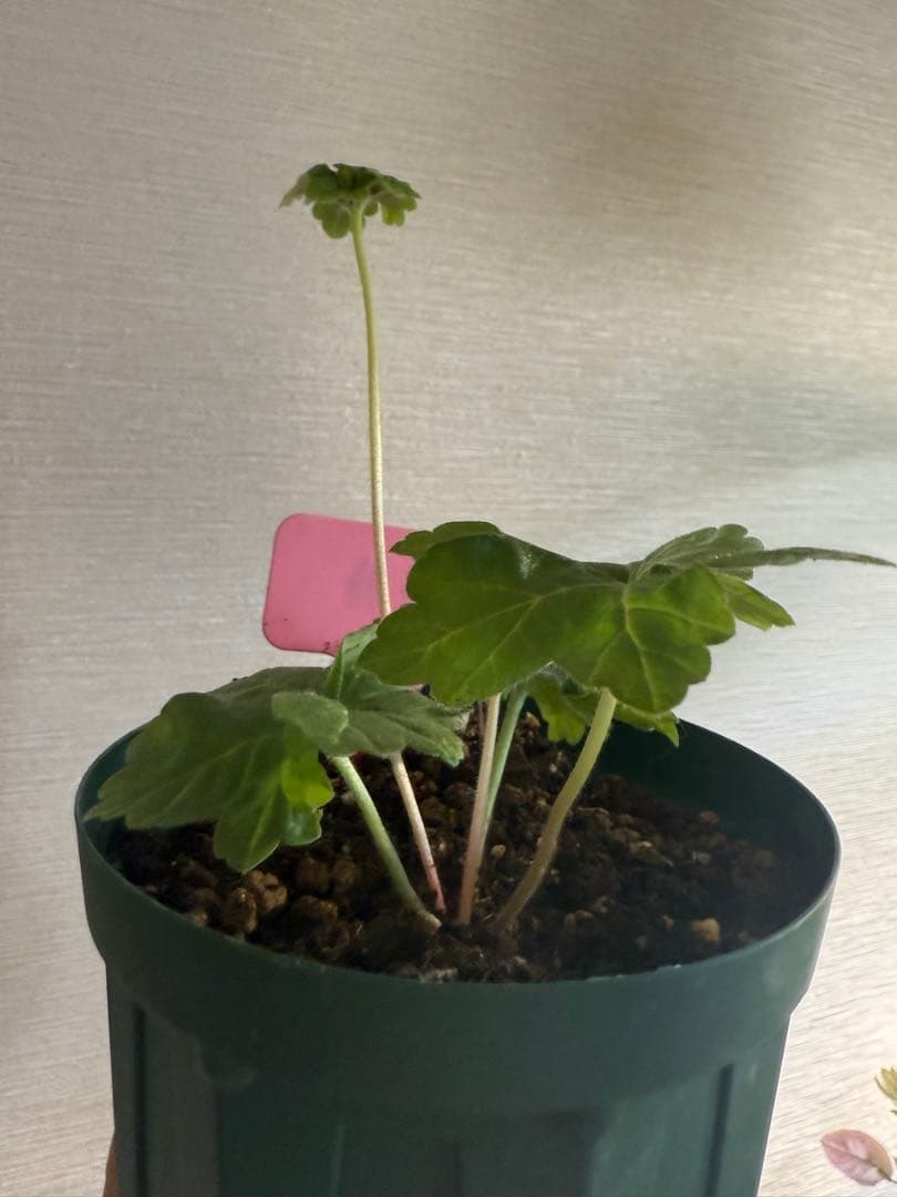 超新品珍しいゼラニウム苗