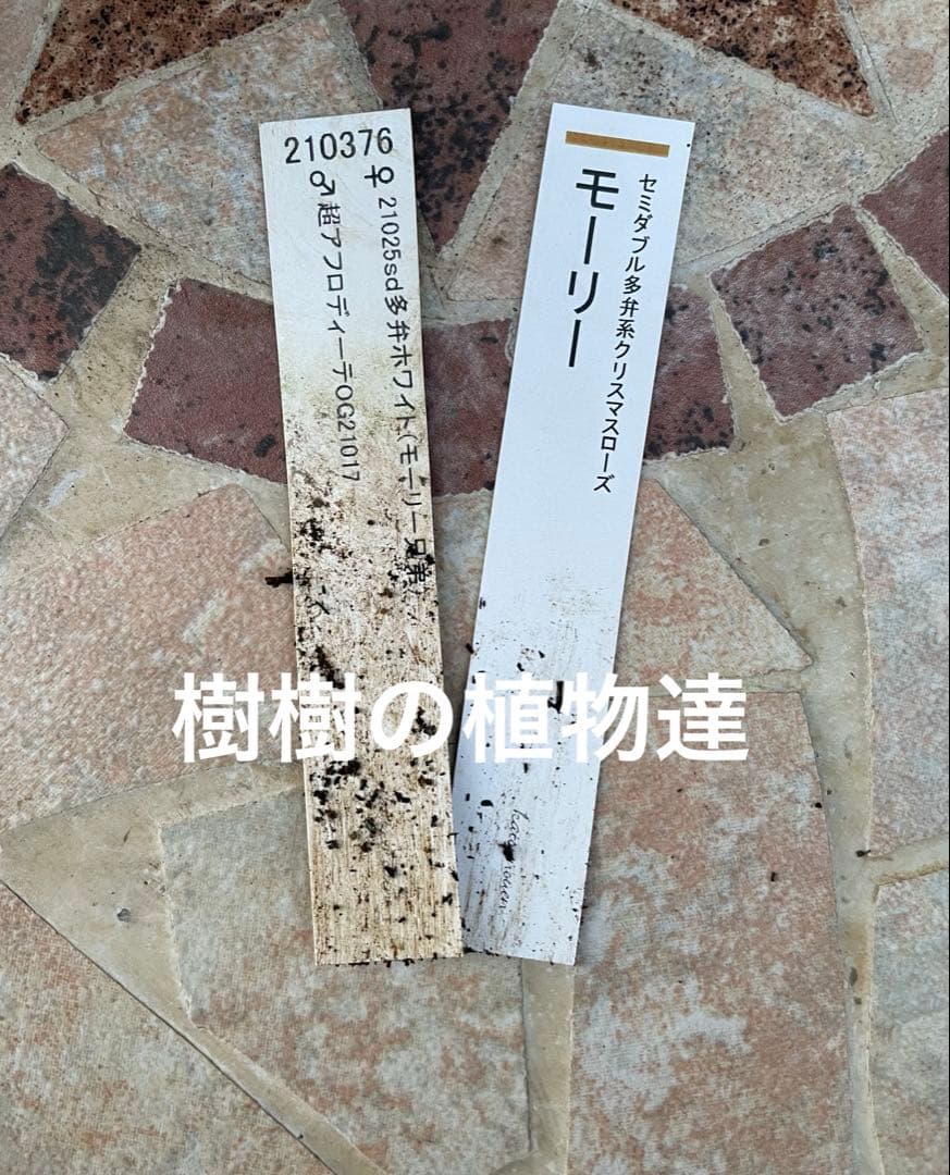 ⭐︎写真更新⭐︎クリスマスローズ苗　モーリー　加藤農園