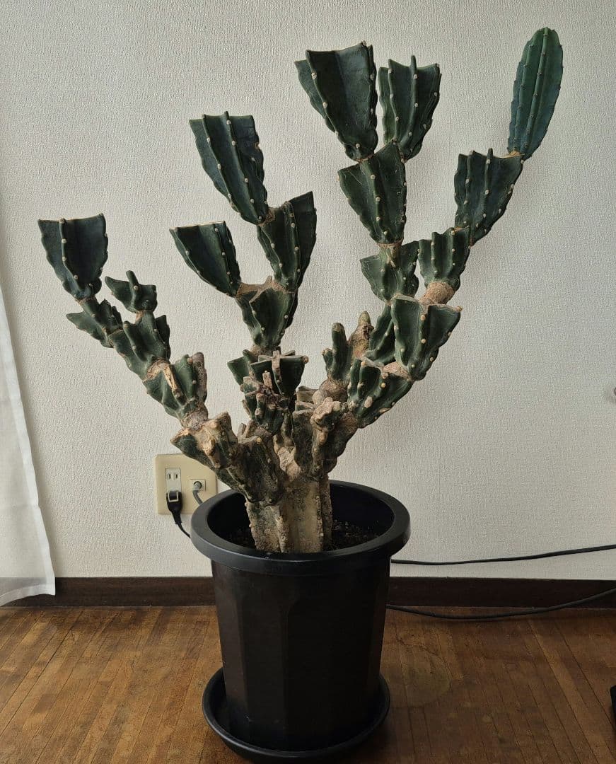 柱サボテン ブランチ 古木仕立て ハシラサボテン　鬼面角　キメンカク　10号鉢
