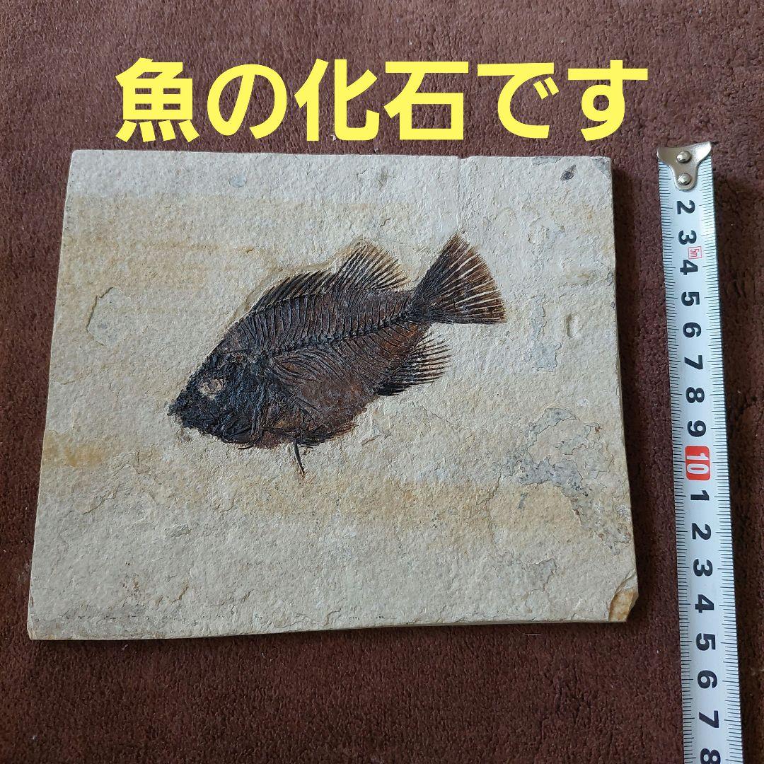 古代魚　化石　アメリカで購入