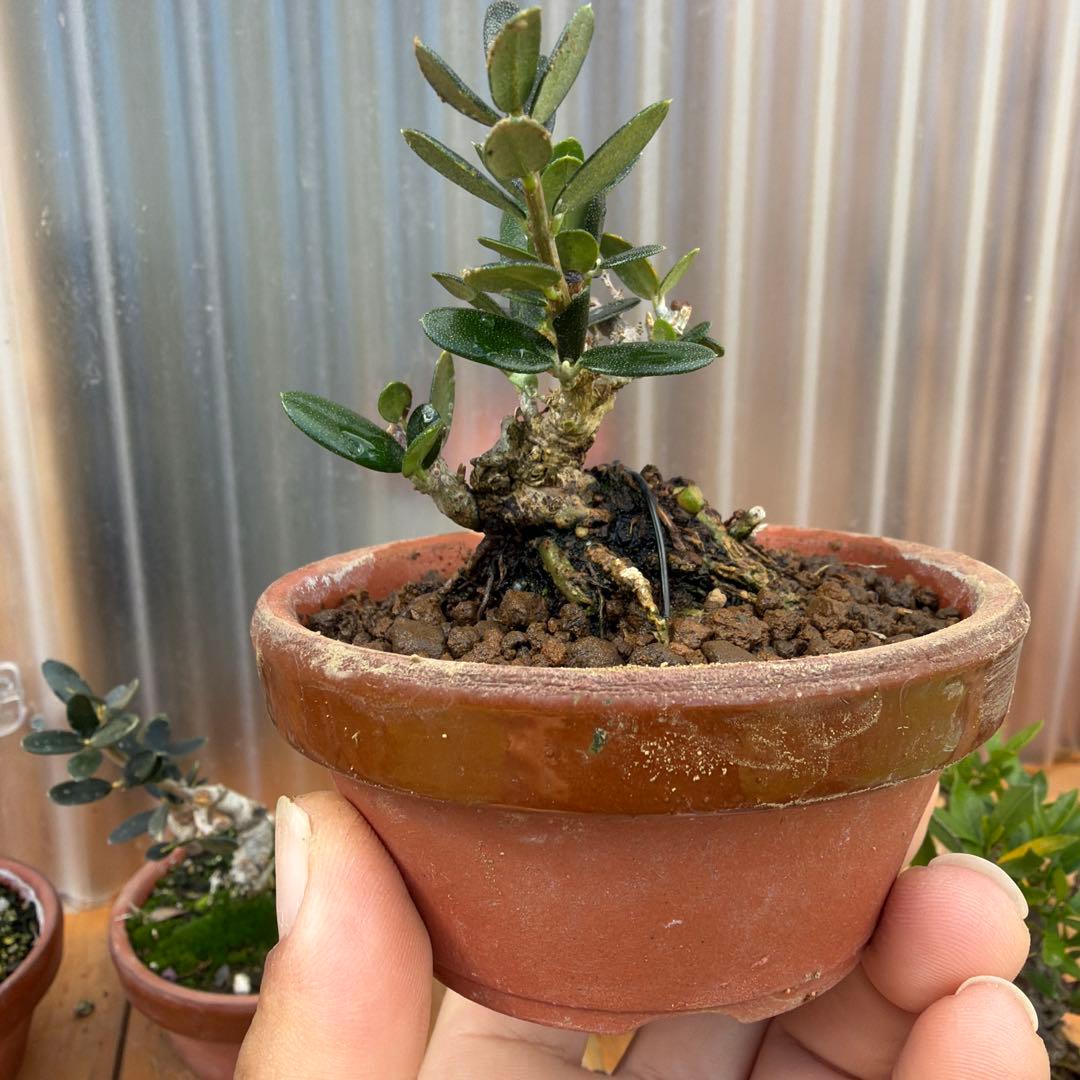 姫オリーブ小品盆栽