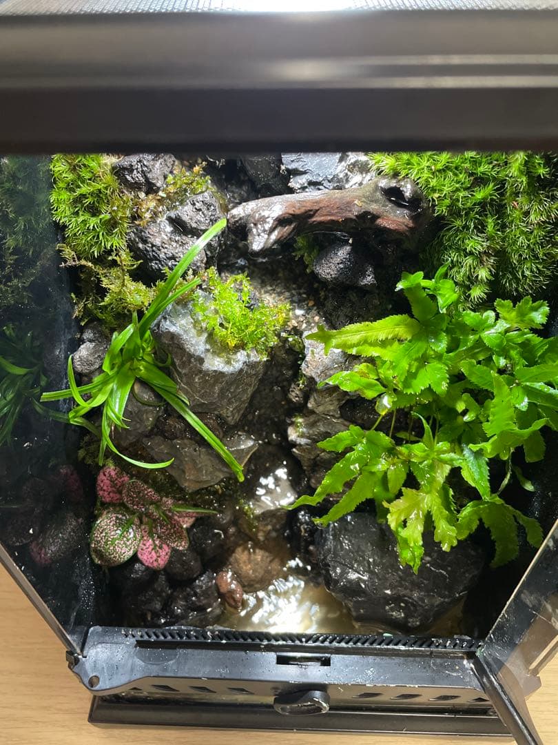 【完成品】2段の滝があるアクアテラリウム