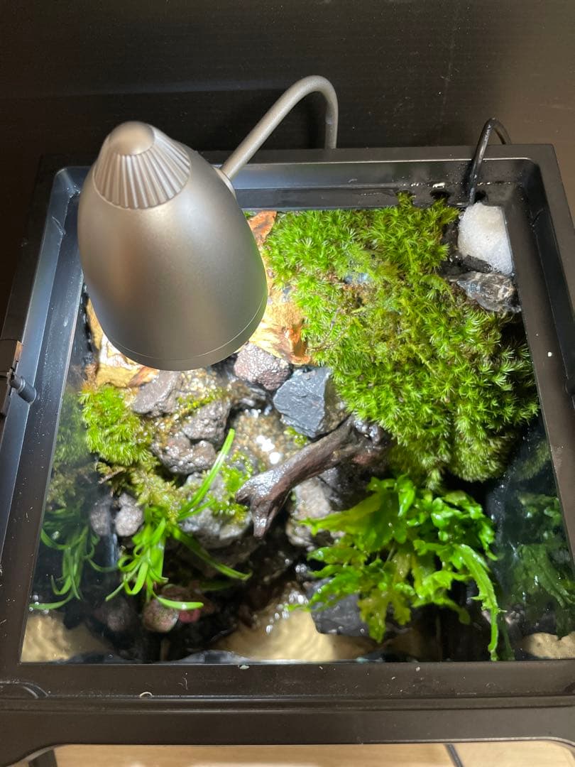 【完成品】2段の滝があるアクアテラリウム