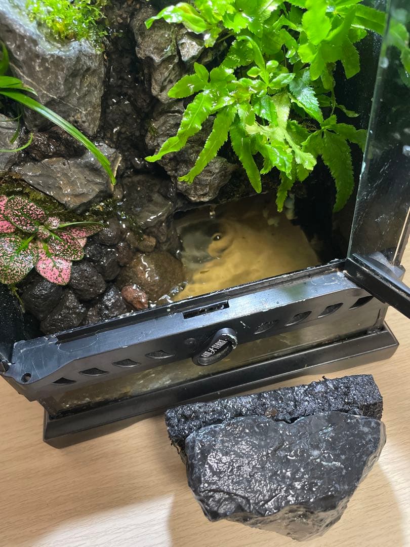 【完成品】2段の滝があるアクアテラリウム