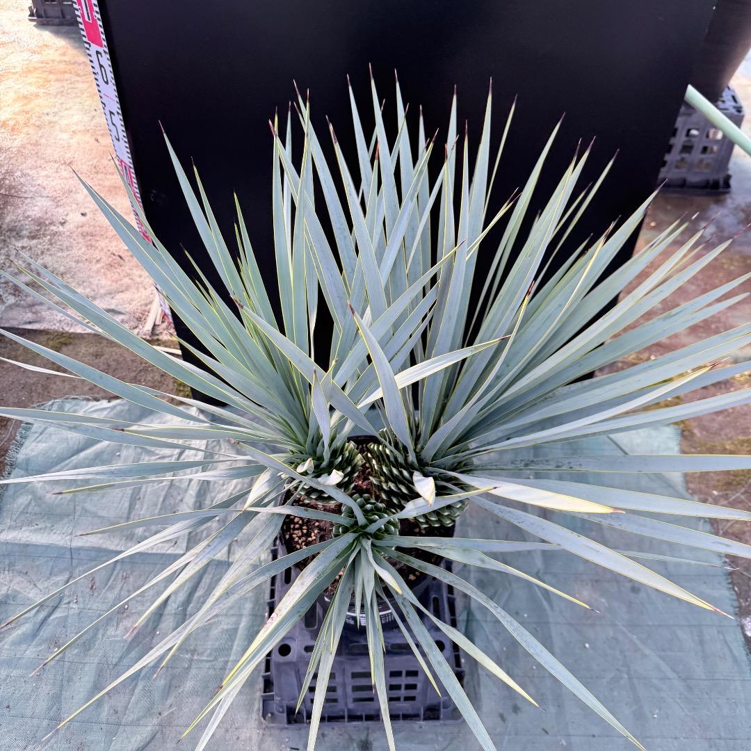 【AL1174】ユッカ　ロストラータ　トリプルヘッド