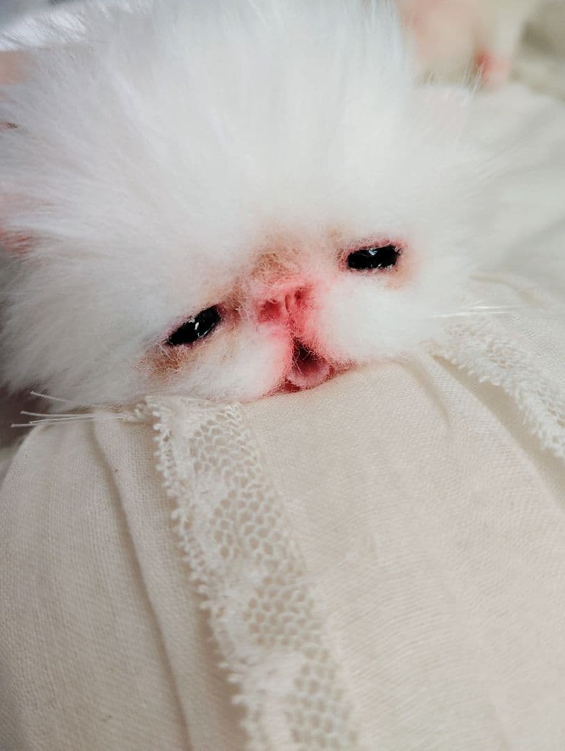 ach様❤オーダー♡生後15日お腹ぽっこり子猫ちゃん♡アートドール♡ぬいぐるみ♡