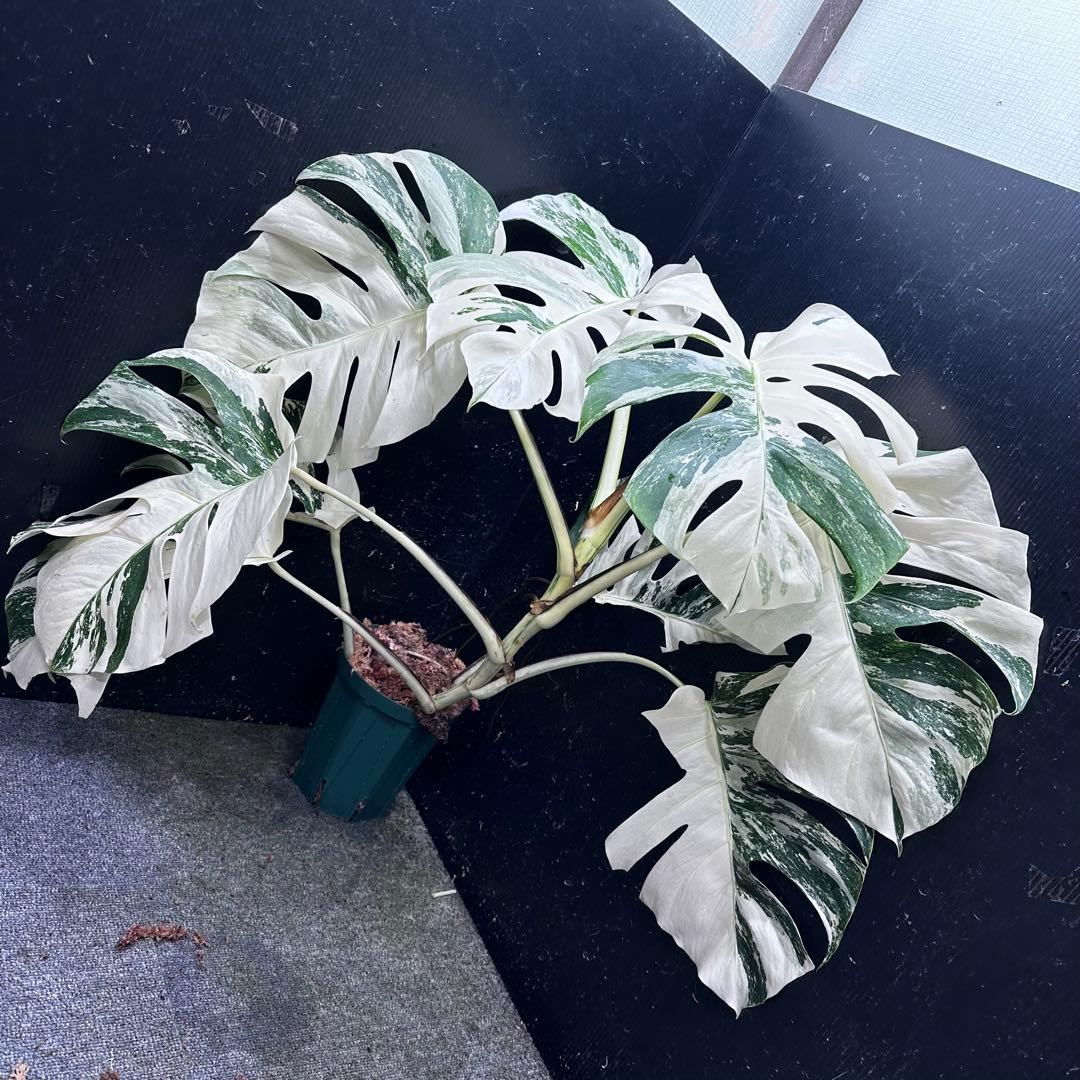a*i様 様 斑入りモンステラ ホワイトタイガー極美大株72cm白斑多