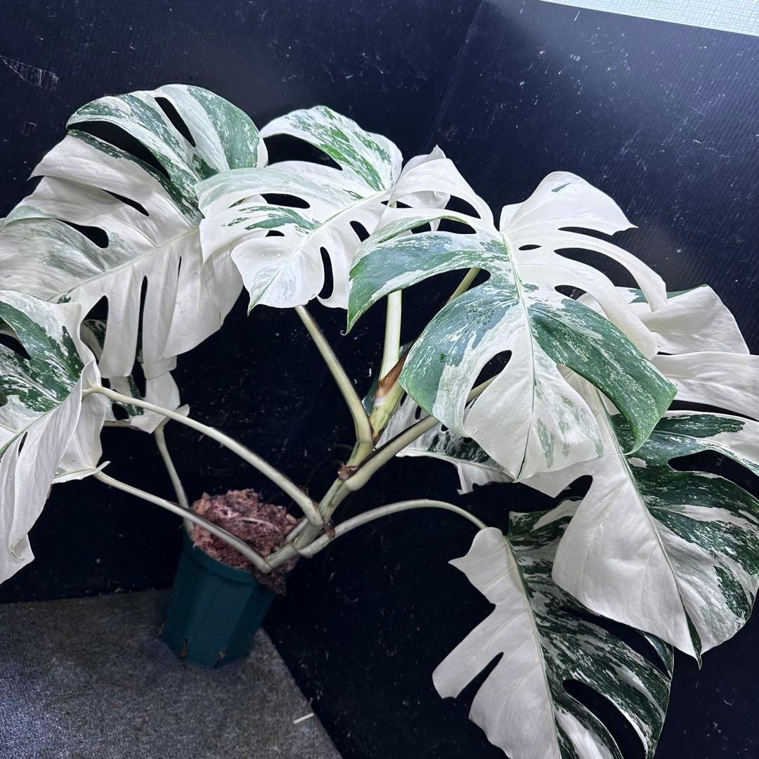a*i様 様 斑入りモンステラ ホワイトタイガー極美大株72cm白斑多