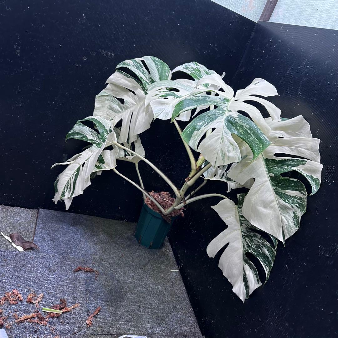 a*i様 様 斑入りモンステラ ホワイトタイガー極美大株72cm白斑多