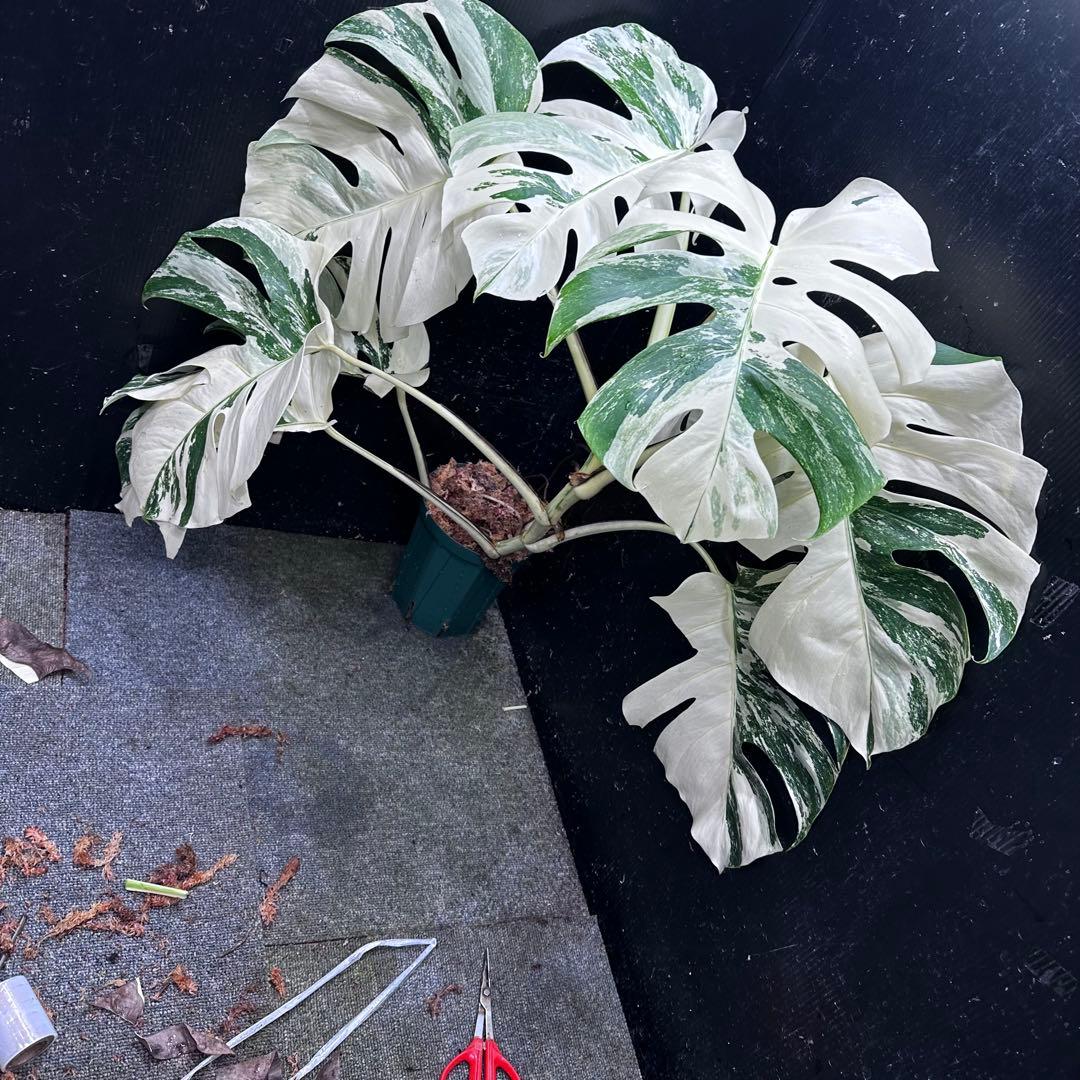 a*i様 様 斑入りモンステラ ホワイトタイガー極美大株72cm白斑多