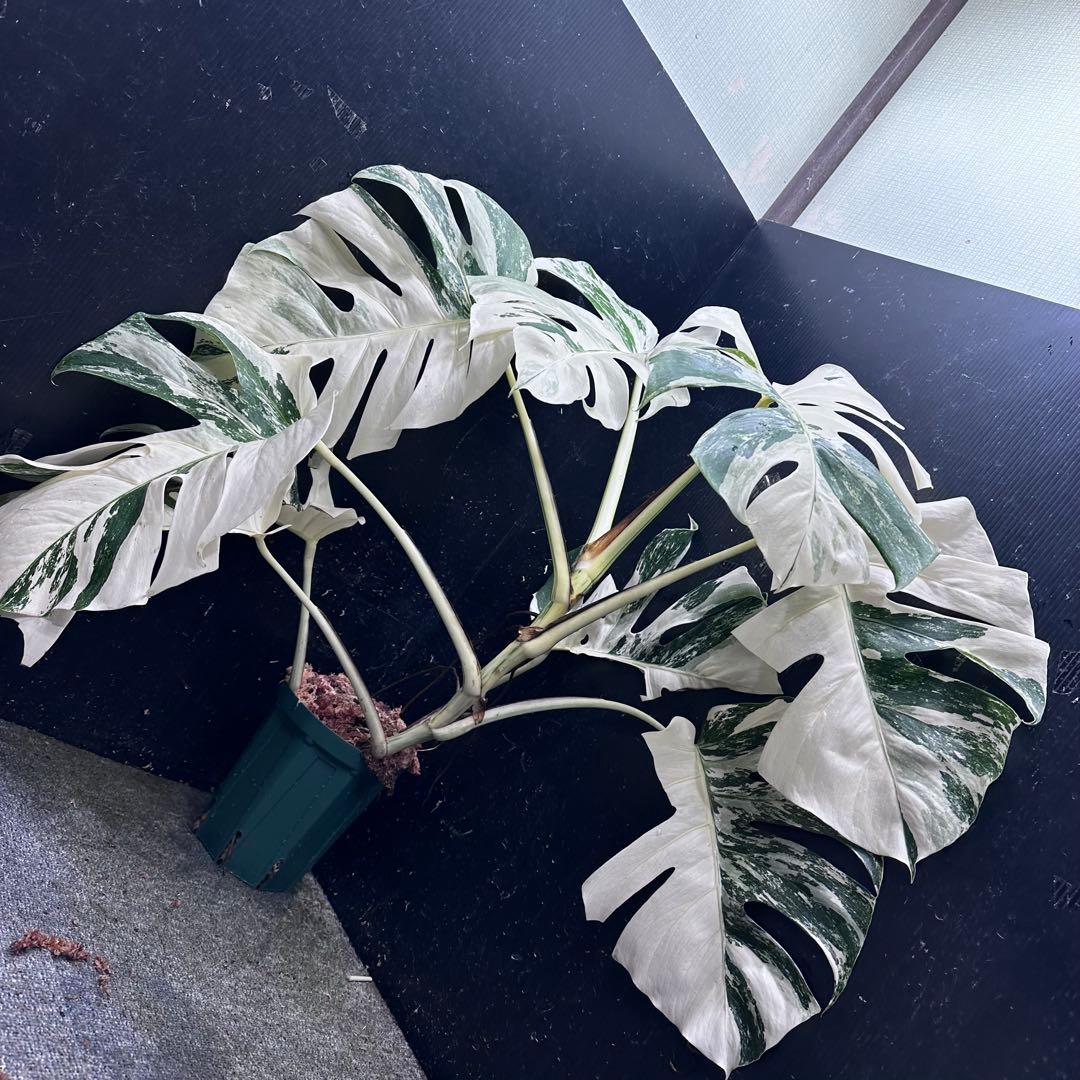a*i様 様 斑入りモンステラ ホワイトタイガー極美大株72cm白斑多