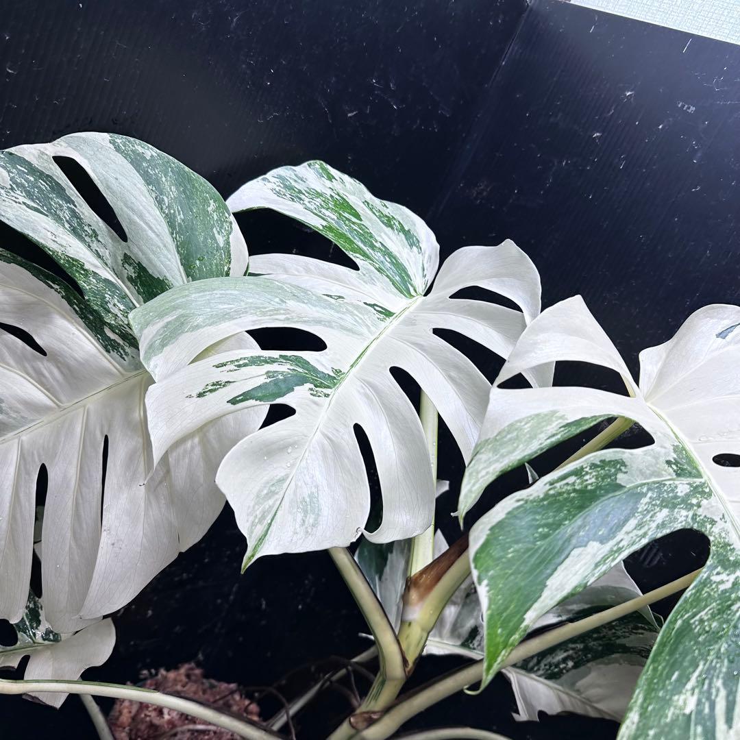 a*i様 様 斑入りモンステラ ホワイトタイガー極美大株72cm白斑多