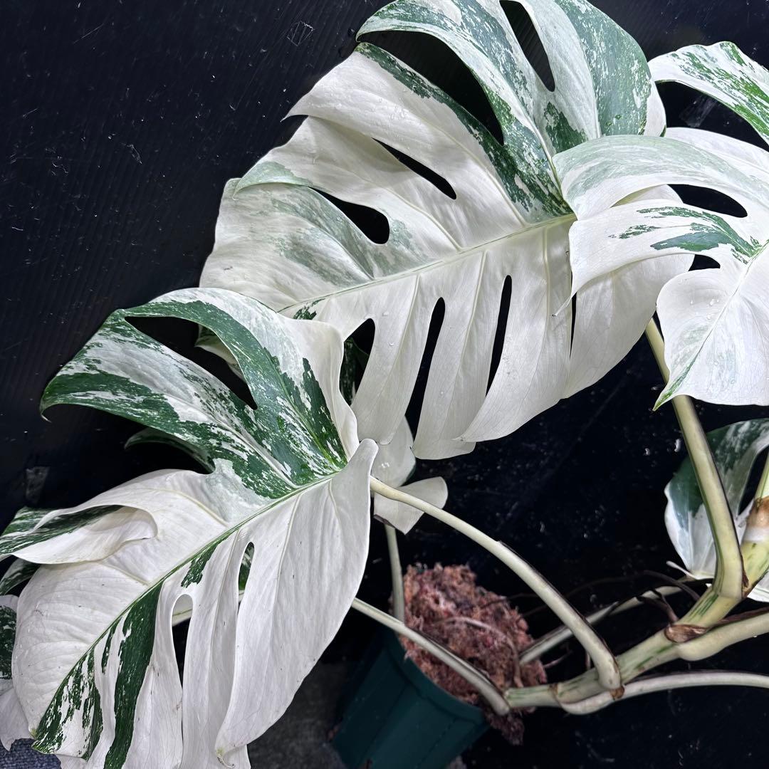 a*i様 様 斑入りモンステラ ホワイトタイガー極美大株72cm白斑多
