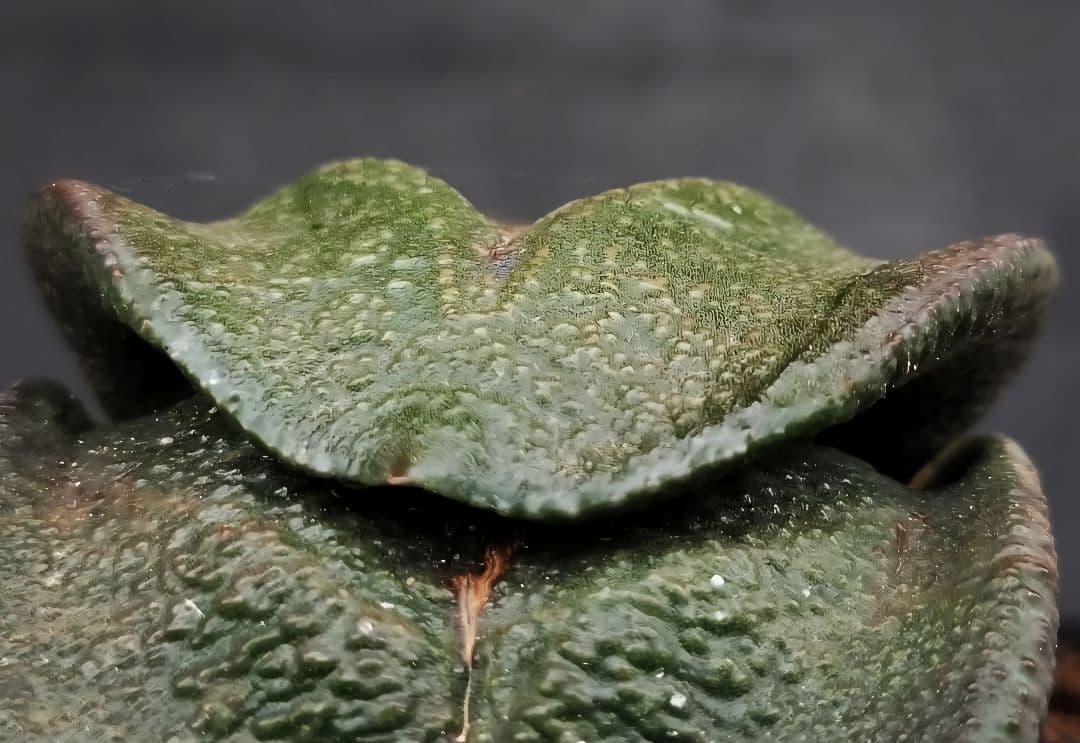メルカリ便発送&ロウルサンコさんラベル付き☆多肉植物 ガステリア 臥牛 王頭
