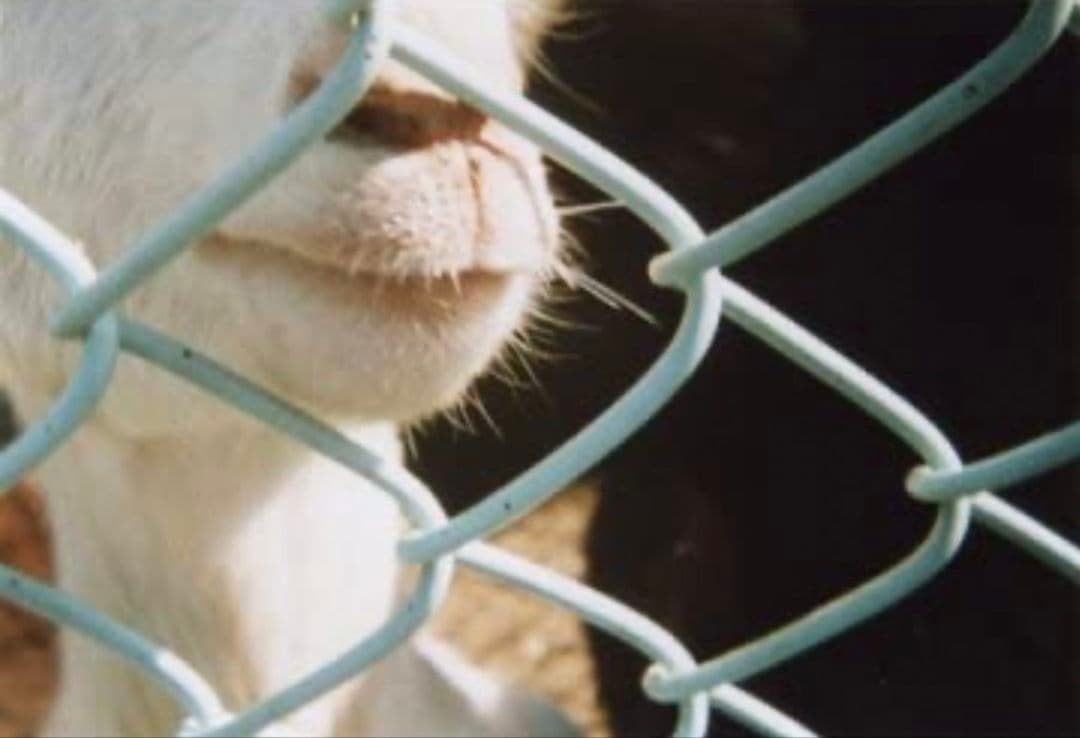 72個 新品 BOOK CAMERA ブックカメラ トイカメラ 本型 バンビ