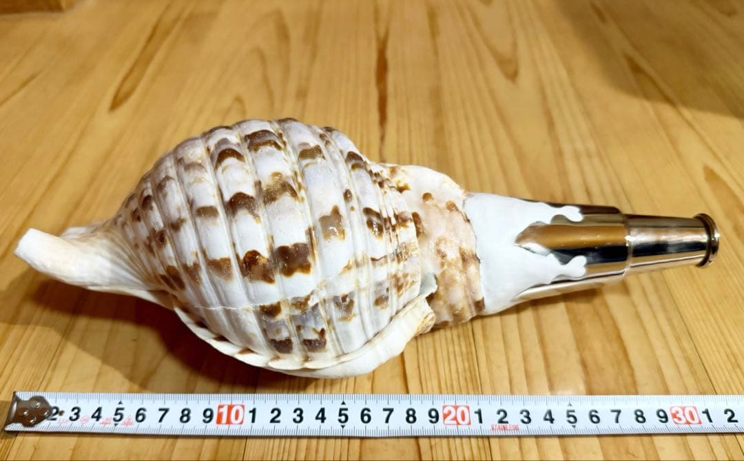コンパクト肉厚修験道法螺貝　山伏　密教　熊よけ　魔除け❣️ホラガイ　ほら貝
