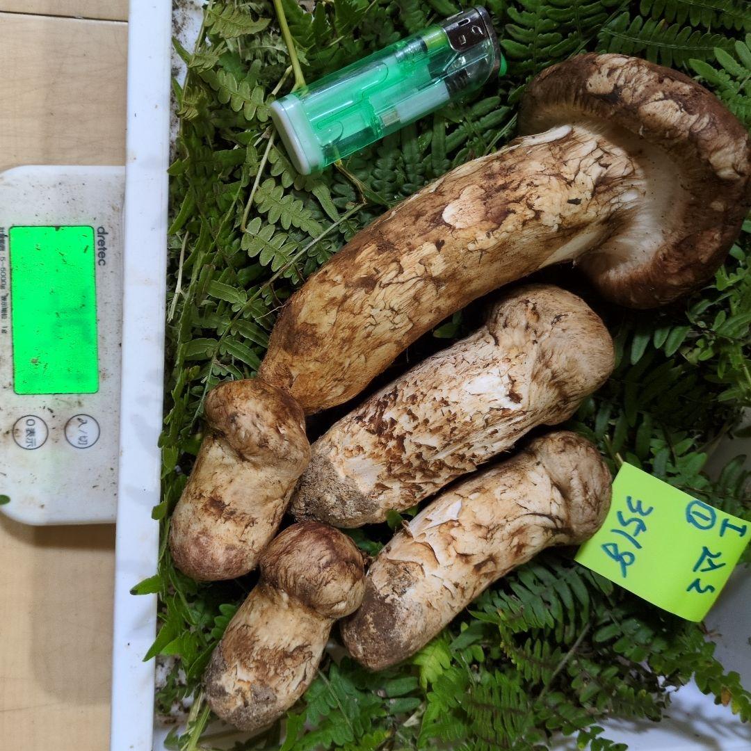 いよいよ最終間近　和歌山松茸　込み込み　351㌘