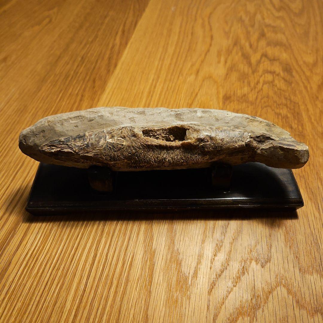 ラコレピス 結晶化の進んだ魚類の化石 台座付き