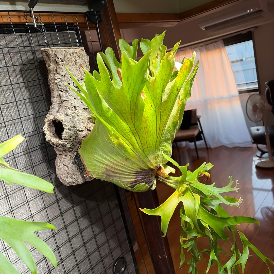 ビカクシダ P.Coronarium Philippines dwarf