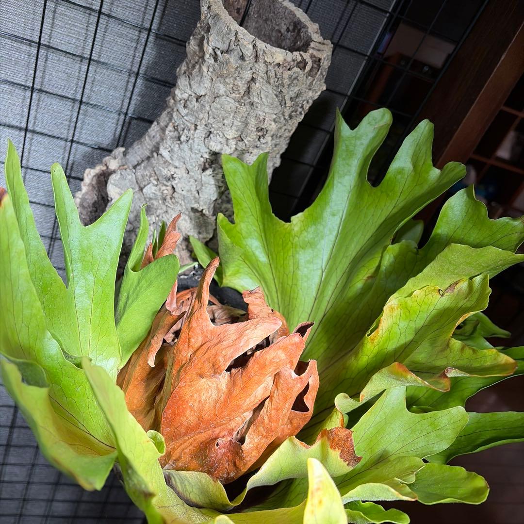 ビカクシダ P.Coronarium Philippines dwarf