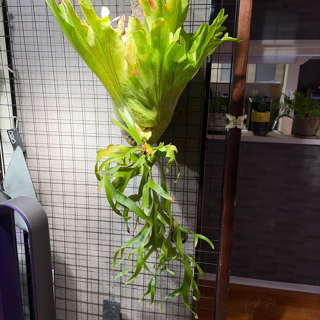 ビカクシダ P.Coronarium Philippines dwarf