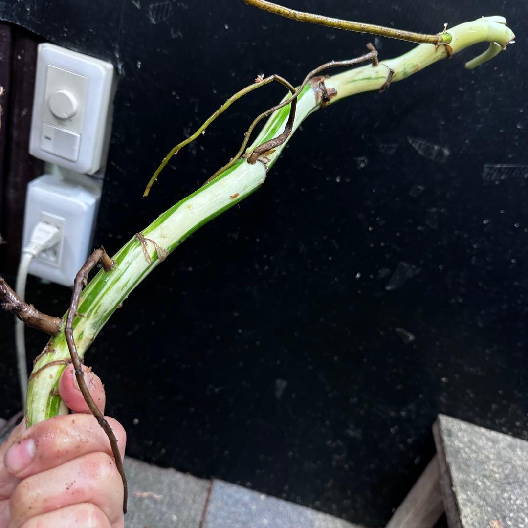 D*e様 斑入りモンステラホワイトタイガー大茎4株おまとめ