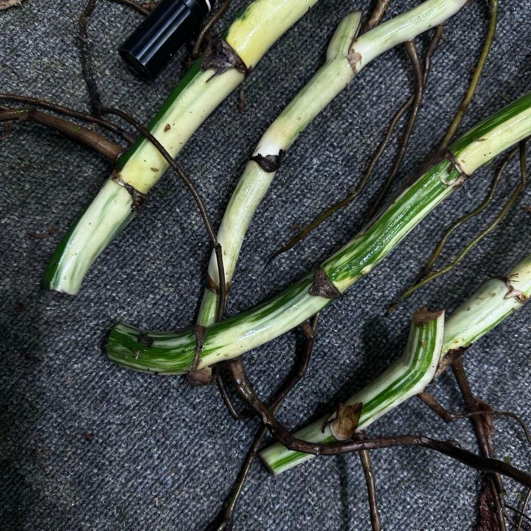 D*e様 斑入りモンステラホワイトタイガー大茎4株おまとめ