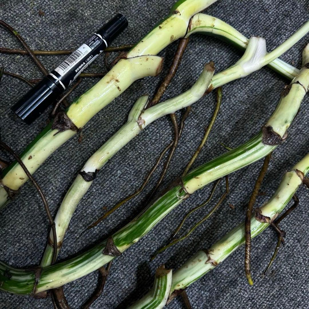 D*e様 斑入りモンステラホワイトタイガー大茎4株おまとめ