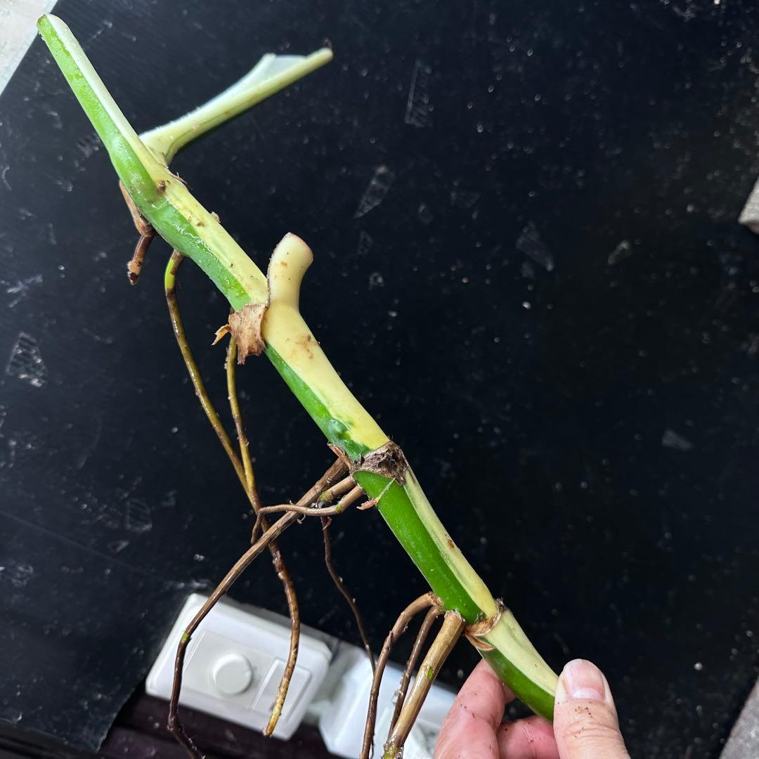 D*e様 斑入りモンステラホワイトタイガー大茎4株おまとめ