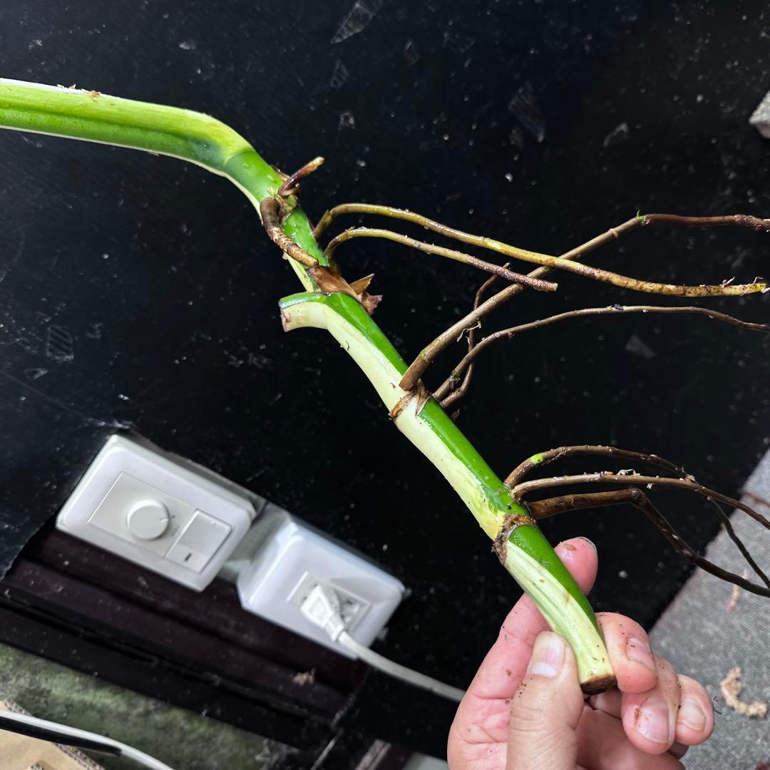 D*e様 斑入りモンステラホワイトタイガー大茎4株おまとめ