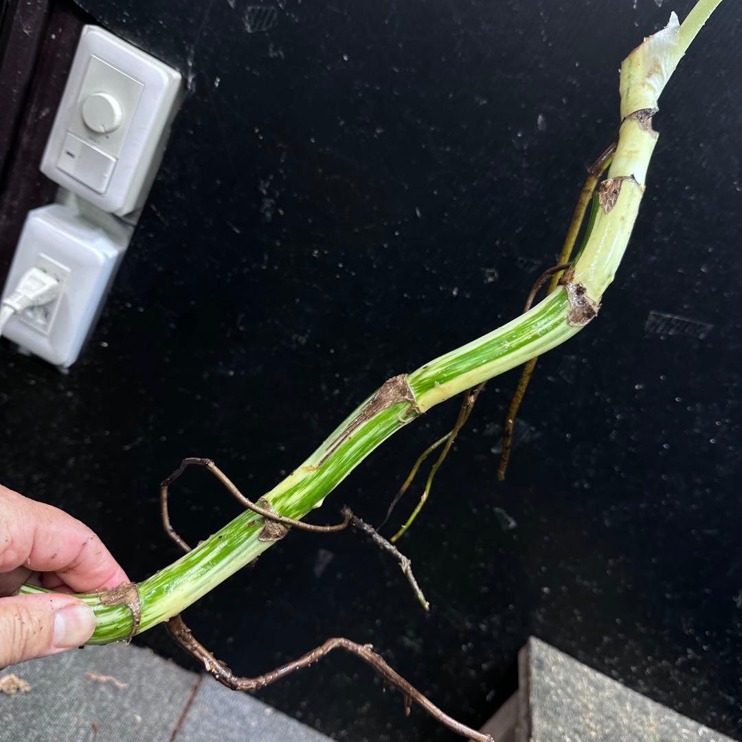 D*e様 斑入りモンステラホワイトタイガー大茎4株おまとめ