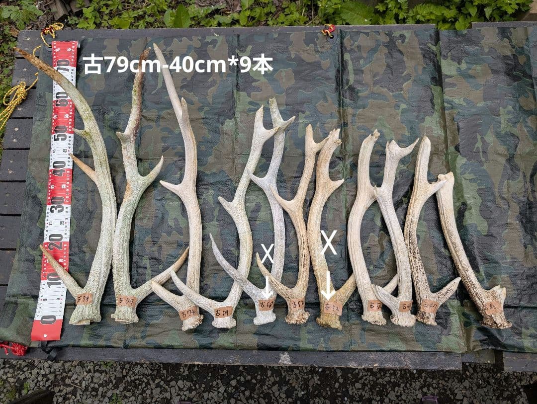 蝦夷鹿の落ち角「※29本セット」