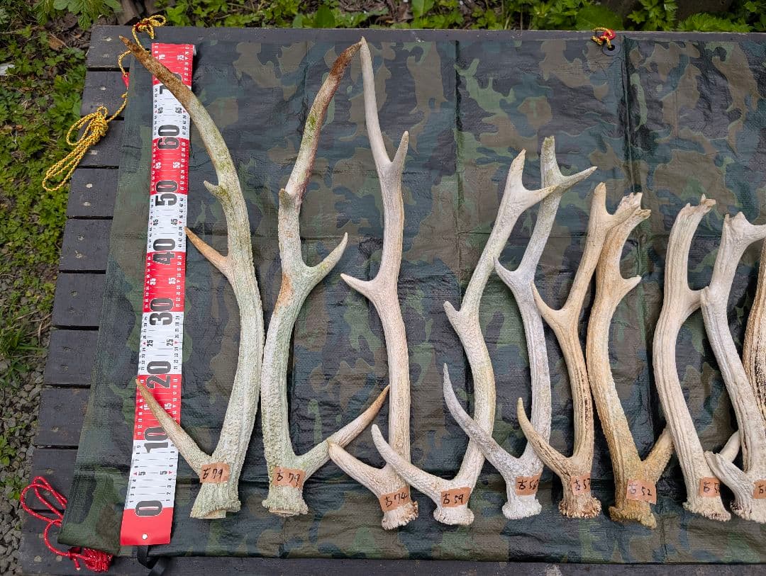 蝦夷鹿の落ち角「※29本セット」