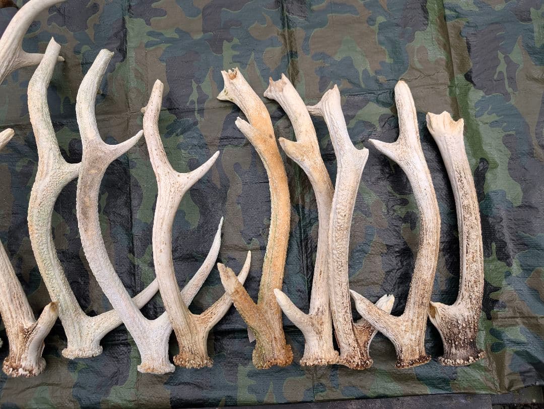 蝦夷鹿の落ち角「※29本セット」