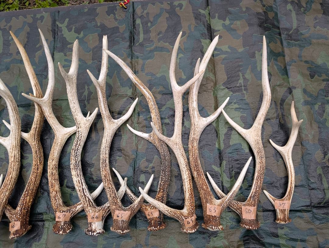 蝦夷鹿の落ち角「※29本セット」