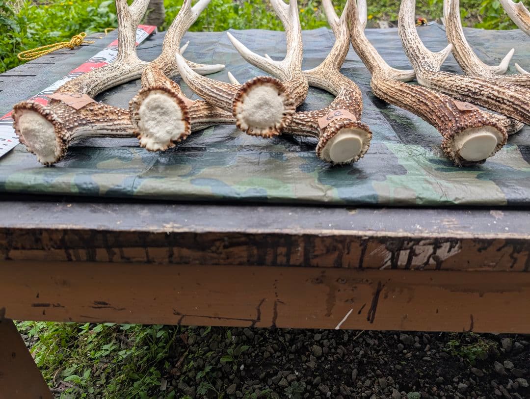 蝦夷鹿の落ち角「※29本セット」