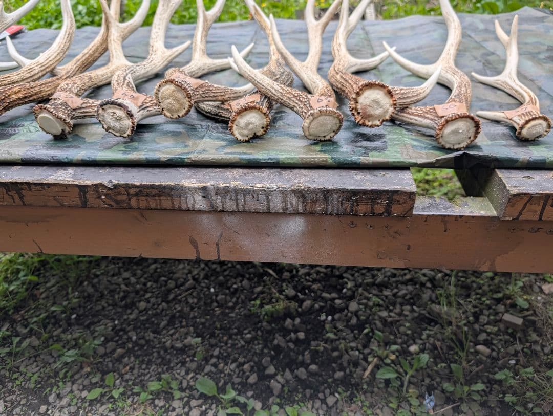 蝦夷鹿の落ち角「※29本セット」