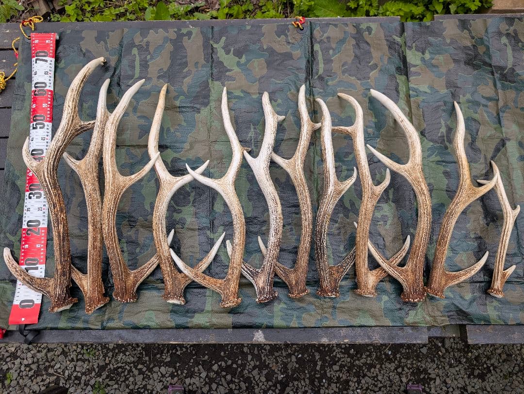 蝦夷鹿の落ち角「※29本セット」