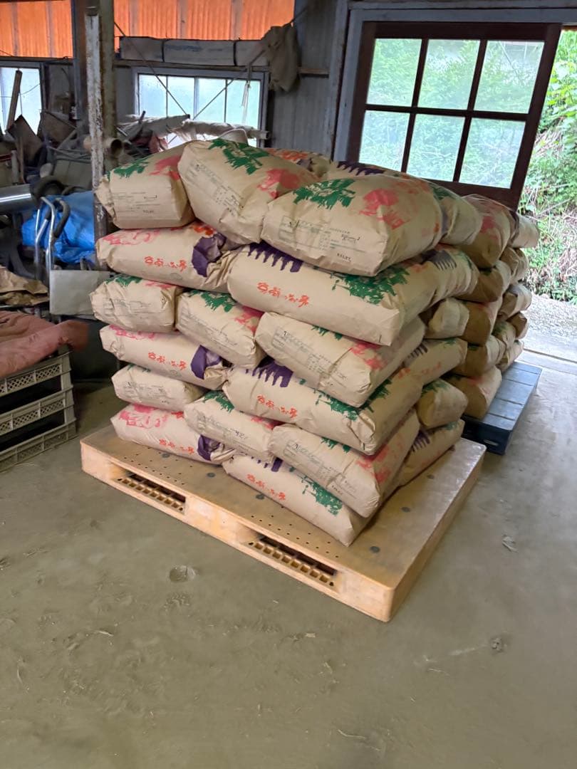 令和7年度　京都産　キヌヒカリ