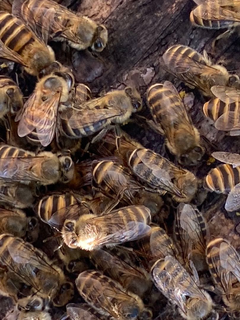 はちみつ　日本蜜蜂のハチミツ　奥山の奥の蜂蜜　国産蜂蜜愛媛産　２種