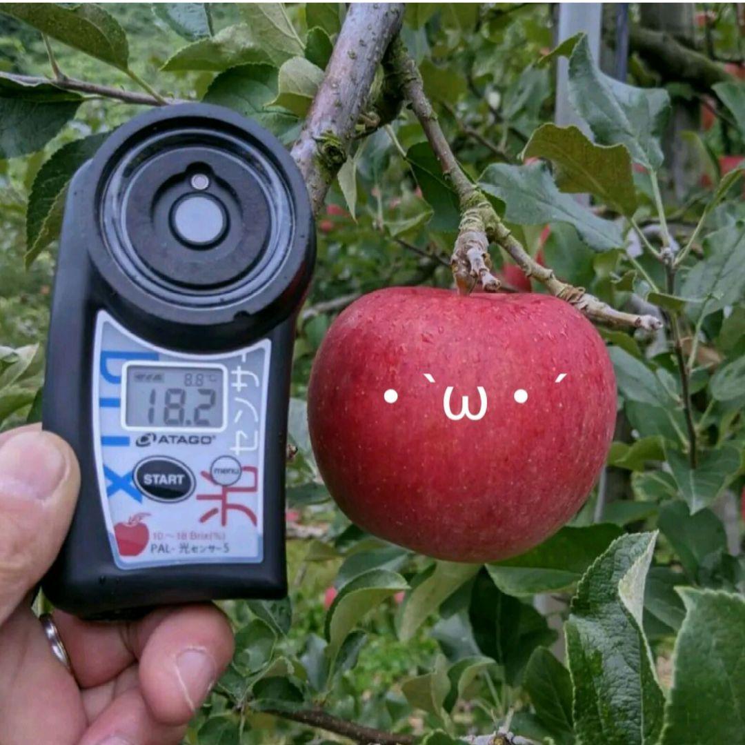 お得　高糖度のシナノスイート10k じぃじの美味しい林檎