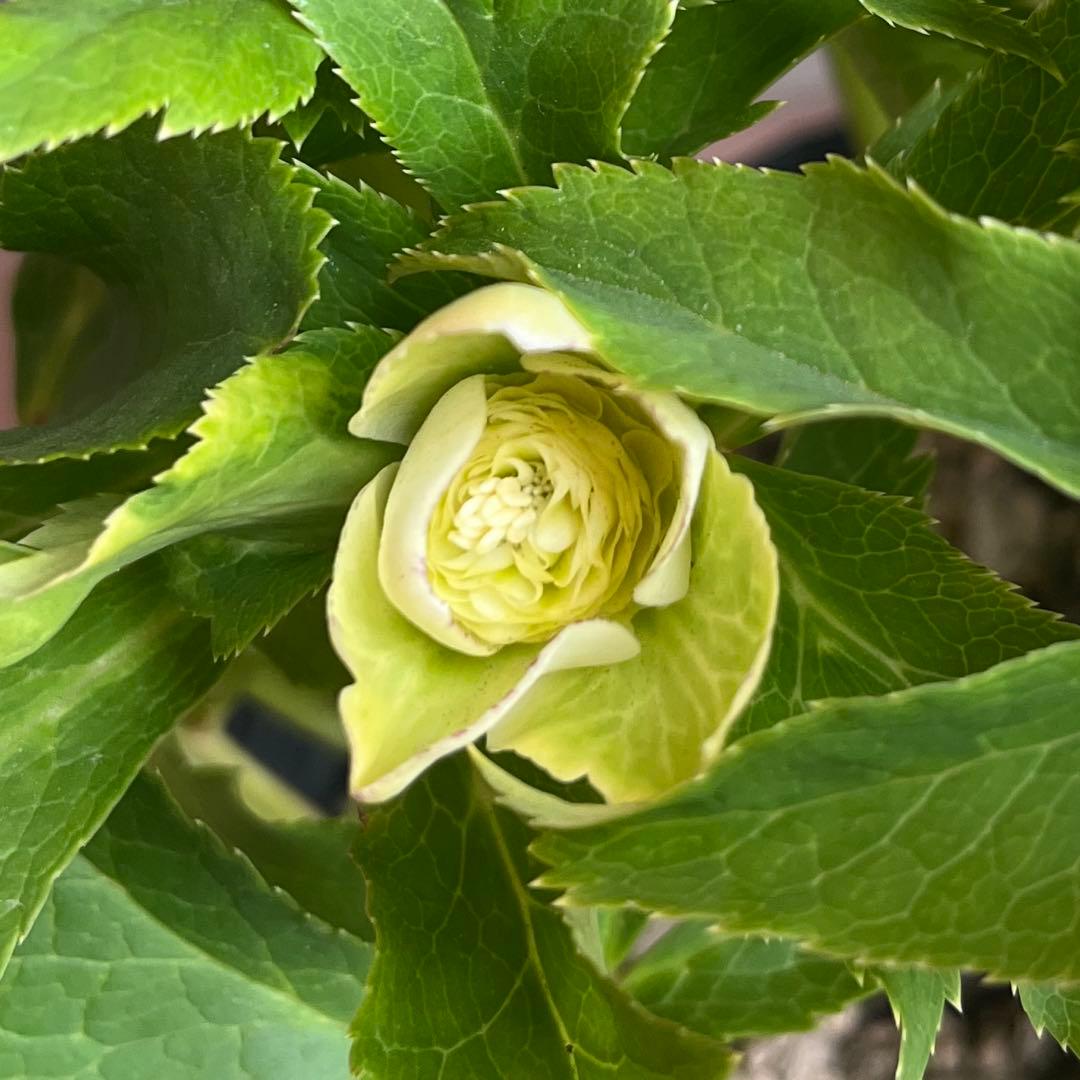 加藤農園　クリスマスローズ　セミダブル