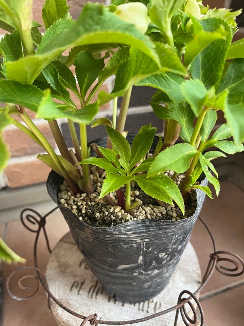 加藤農園　クリスマスローズ　セミダブル