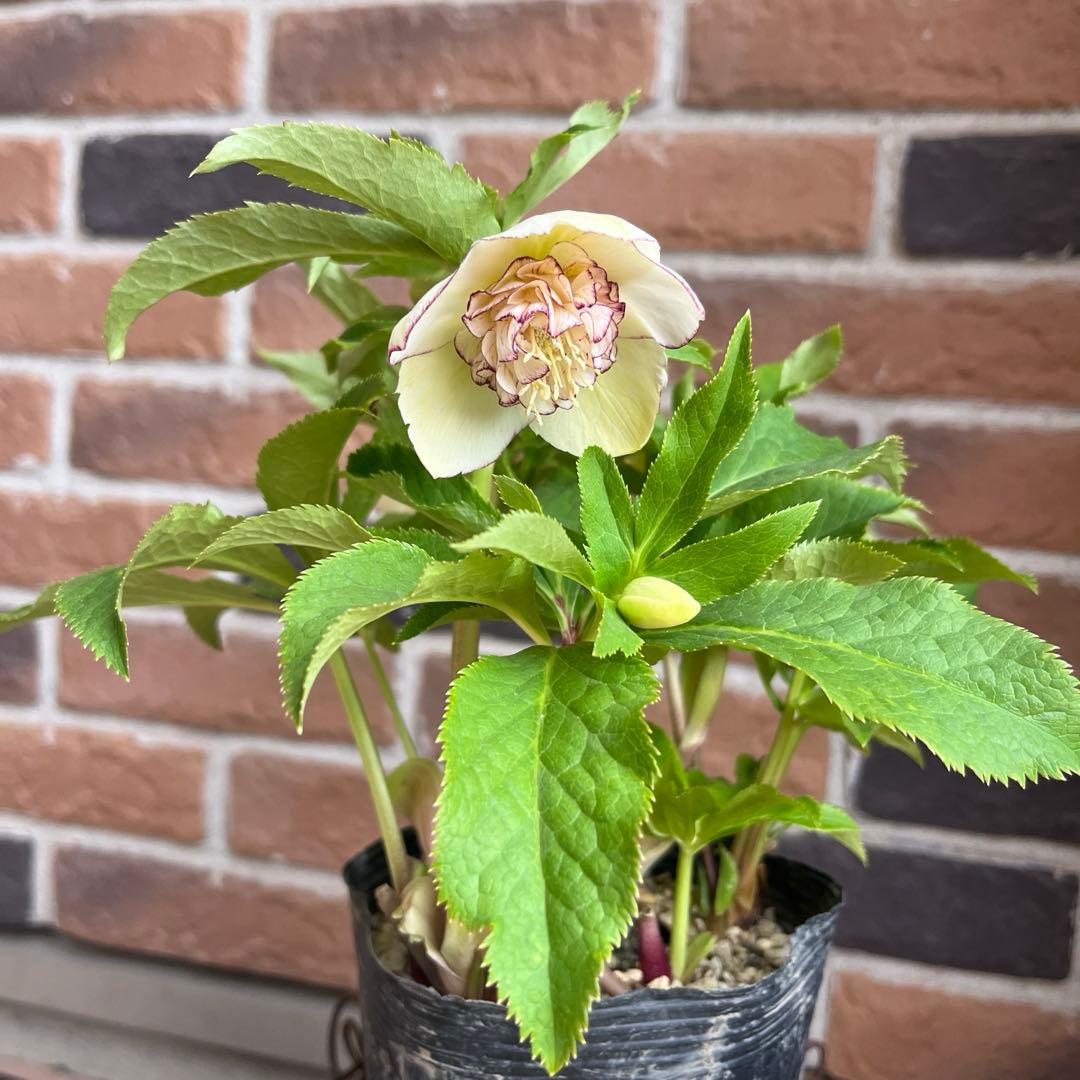 加藤農園　クリスマスローズ　セミダブル