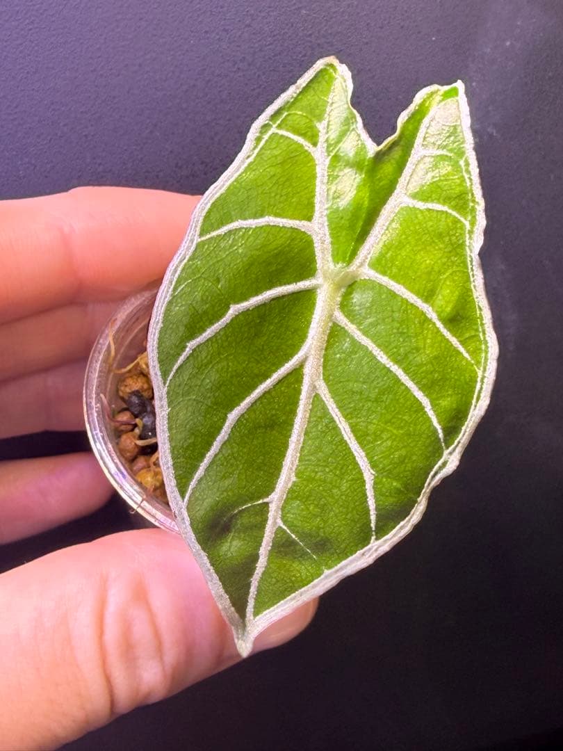 M*O様 アロカシア　ワトソニアナライトニング　（残り1）