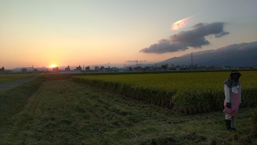 令和7年佐賀県産 さがびより 10kg 農家直送 （玄米）