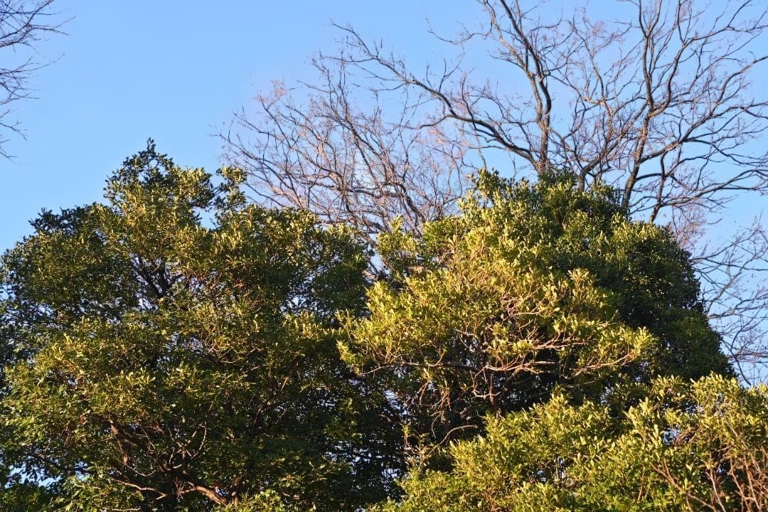 ピントリング 改造 AFニッコール 35-70mm F2.8