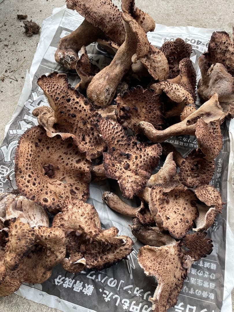 【岩手県産】香茸1.2kg クール便送料込み